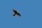 A Skylark or Eurasian Skylark singing in flight.