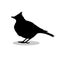 Skylark lark bird black silhouette animal