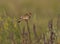 Skylark male sitting on a dry branch in the steppe.