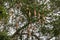 Skylark nests with many tamarind tree branches.