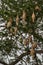 Skylark nests with many tamarind tree branches.