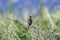 Skylark perching on dry twig