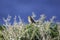 Skylark perching on gorse twig