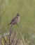 Skylark sitting on a branch of dry grass.