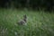 Skylark walking in the grass