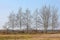 The skyline of Berlin, the German capital, and birches in early spring