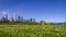 Skyline of Chicago over Field of Flowers