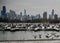 Skyline From Diversey Harbor #3