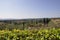 Skyline Landscape with Vineyard an Olive orchards of the Medieval San Gimignano hilltop town. Tuscany region. Italy