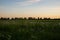 Skyline with trees, field with dandelions and crescent in the sky. Polar night in the Far North of Russia.