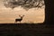 Skylined Deer on Hunt