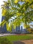 The skyscrapers appears behind the trees