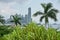 Skyscrapers palm trees and pandanus Panama City