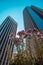 Skyscrapers in San Francisco in front of the flowers