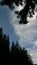 Skyview over the spruce trees