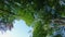 Skyward Canopy: A Glimpse Through the Forest Ceiling