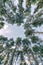 Skyward view of beautiful tall forest trees