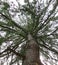 Skyward view of a large tree