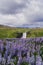 SkÃƒÂ³gafoss Waterfall and blooming lupine flowers, Iceland