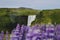 SkÃƒÆ’Ã‚Â³gafoss Waterfall and blooming lupine flowers, Iceland