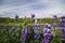 SkÃ³gafoss Waterfall and blooming lupine flowers, Iceland