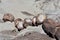 Slabs of Petrified Logs in the Desert of Arizona