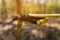 Slackline slinging equipment next to the machine. stretched yellow rope in the autumn forest