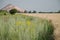 Slagheap in western Ukraine with wheat field