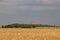 Slagheap in western Ukraine with wheat field