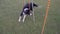 Slalom the dog. Girl handler trains the border collie to run between the pillars, slow motion