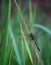 slander skimmer dragonfly on green leaf
