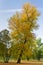 Slant tree with yellow autumn coat