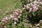 Slanted branch of blossoming Weigela florida in May