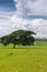 Slanted dark green tree alone in rice field, Karnataka, india.