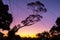 Slanted native Australian tree at sunset.