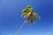 Slanted Palm Tree With Blue Sky, Antigua