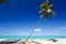 Slanted Palm Tree At Caribbean Beach, Antigua