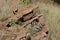 SLANTED ROCK FORMATION IN A SOUTH AFRICAN HIGHVELD LANDSCAPE