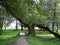 Slanted tree in a green park