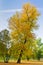 Slanted tree in a park with yellow autumn coat, Belgrade