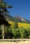 Slases of fall color above Lockett Meadow, San Francisco Peaks, Arizona