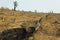 Slash and burn cultivation, rainforest cut and burned to plant