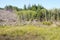 Slash piles and clear cut Douglas fir forest