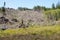 Slash piles and clear cut Douglas fir forest