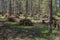 Slash piles, Tahoe National Forest