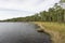 Slash Pine Forest and Sawgrass Habitat at Tarkiln Bayou Preserve