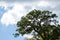 Slash pine, Pinus elliottii, tree filled with grackle birds on cloudy day in FL