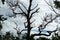 Slash pine tree against clouds