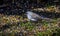 Slate Colored Junco on spring migration.