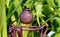 Slate Colored Mockingbird
